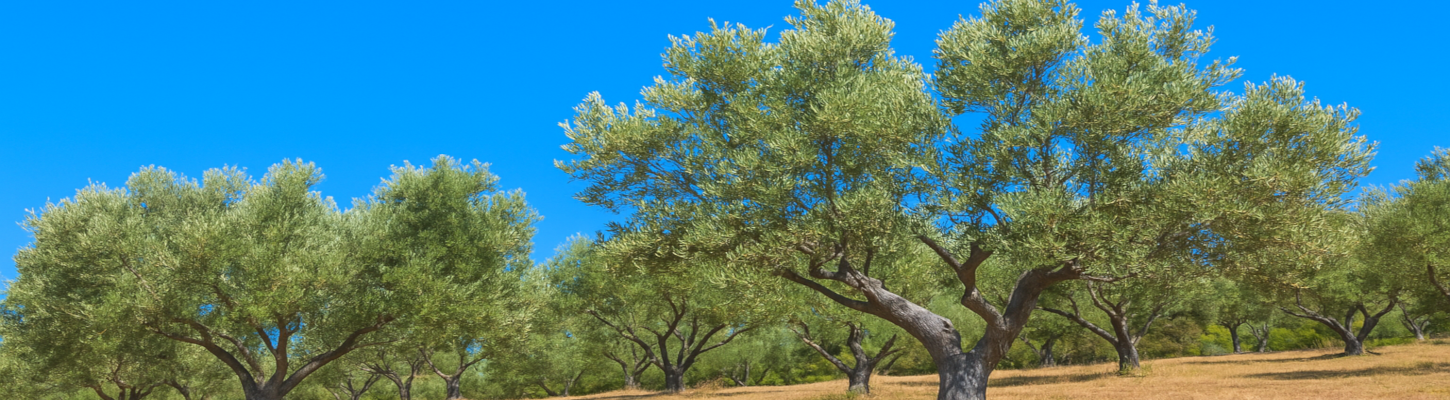 オリーブの樹に込めた想い